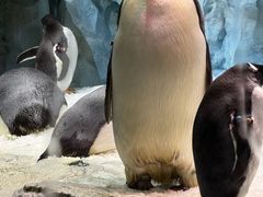 -帝企鹅自助餐厅•儿童岛•真企鹅(长隆企鹅酒店)