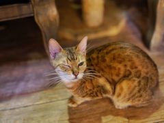 -more than meow吴止猫主题餐厅(承德 中船汇店)