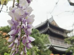 -龙华寺