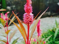 -广州神农草堂中医药博物馆
