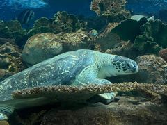 -上海海洋水族馆