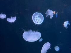 -太平洋海底世界