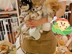 -逗柴咖啡屋·狗咖猫咖宠物桌游