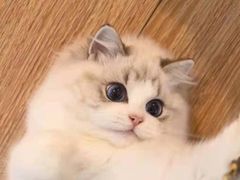 -欣宠猫屋·矮脚拿破仑·蓝金金渐层