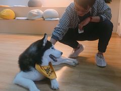 -Husky Go! 哈士奇体验馆·宠物咖啡厅狗咖