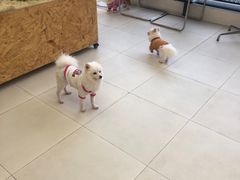 -怪兽屋·羊驼·猫咖·狗咖(俊华广场店)