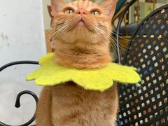 -喵屿·大理花园猫咖