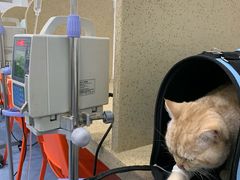 -伟伟宠物医院·CT影像中心·瑞派犬猫综合性门诊(汉口总院)