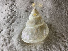 -青岛贝壳博物馆