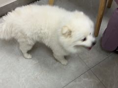 -中农国际动物医院24小时·猫科·骨科·急重症中心