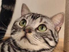 -有喵·猫咖·狗咖·30几只猫10只小狗(岗厦店)