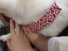 -南京Hallo宠物乐园·哈罗犬舍·柴犬繁育基地