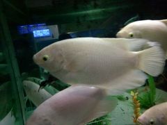 -洛阳龙门海洋馆