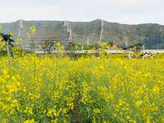 -光明小镇欢乐田园