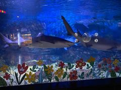 -烟台海昌鲸鲨海洋公园