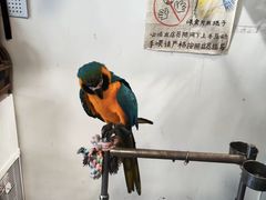 -吉丁鸟咖·异宠·寄养