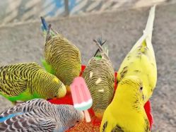 -萌宠亲子动物乐园(槐房万达店)