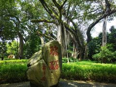 -瑞丽独树成林风景区