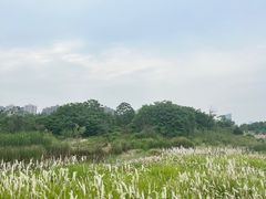 -洋湖国家湿地公园