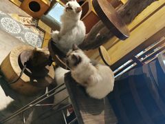 -more than meow吴止猫主题餐厅(承德 中船汇店)