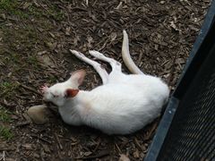 -费瑟代尔野生动物园