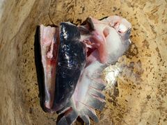 -云中鱼蒸汽石锅鱼(浦东食品城店)