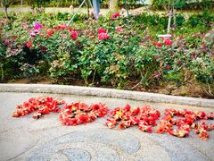 -香蜜公园