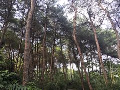 -铁山坪森林公园