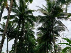 -西双版纳傣族园