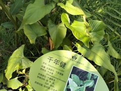 -广州神农草堂中医药博物馆