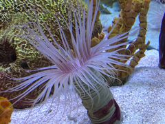 -上海海洋水族馆