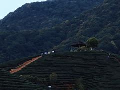 -龙坞茶村
