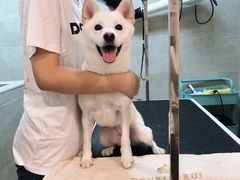 -Double Rui宠物酒店