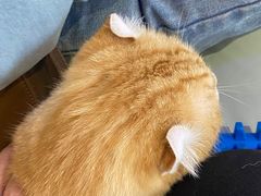 -平行世界·猫咖(首经贸店)