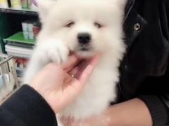 -翊宠yipet猫狗购宠庄园犬舍•猫舍