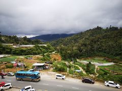 -金马仑薰衣草花园(Cameron Lavender)