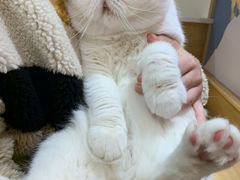 -滚猫咖啡·猫咖·猫友好撸猫(未来城店)