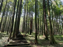 -武陵山森林公园