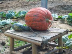 北京观光南瓜园&nbsp;(37)-观光南瓜园