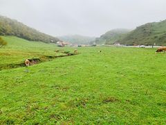 -关山草原