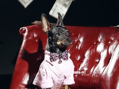-超宠爱宠物摄影-Super pet