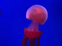 -蓬莱欧乐堡海洋极地世界