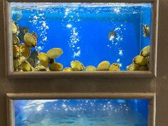 水产区-食神鱼头佛跳墙(百子湾旗舰店)