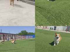 -宠物寄养训练学校