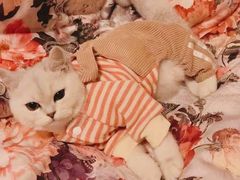 -欣宠猫屋·矮脚拿破仑·蓝金金渐层