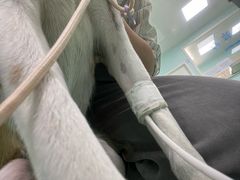 -北京观赏动物医院·24小时大型综合·猫专科·异宠专科