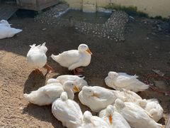 -HERRE·FARM 赫尔露营农场·团建聚会包场