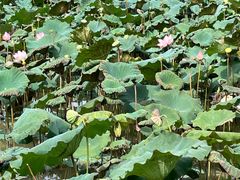 -叶挺将军纪念园