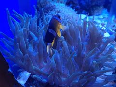 -芜湖新华联大白鲸海洋公园