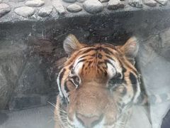 -栾川竹海野生动物园